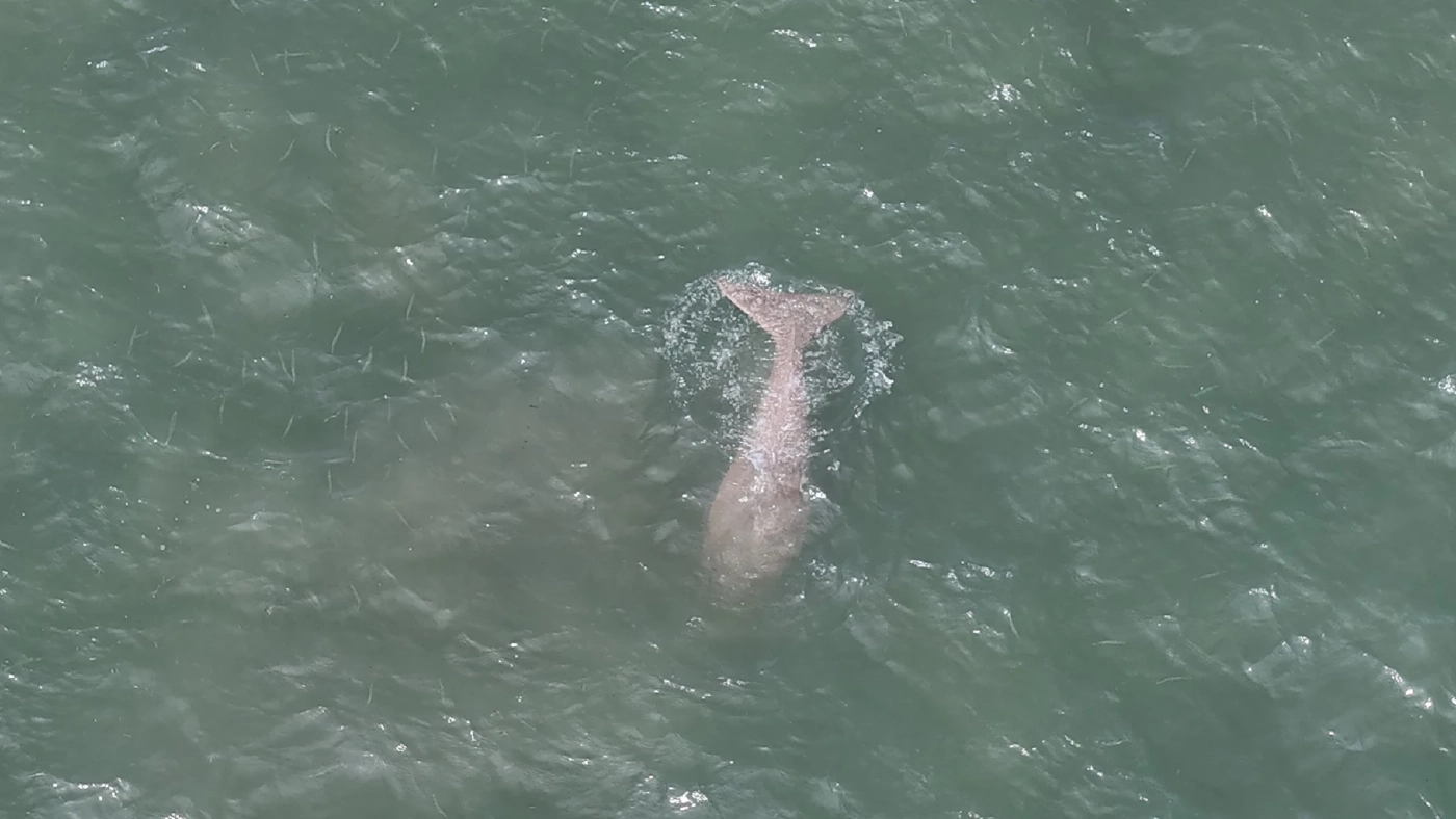 สัญญาณดี! สำรวจพบ "พะยูน" ตรัง เริงร่า รวมฝูง 20 ตัว บริเวณหาดหยงหลำ-เกาะมุกด์