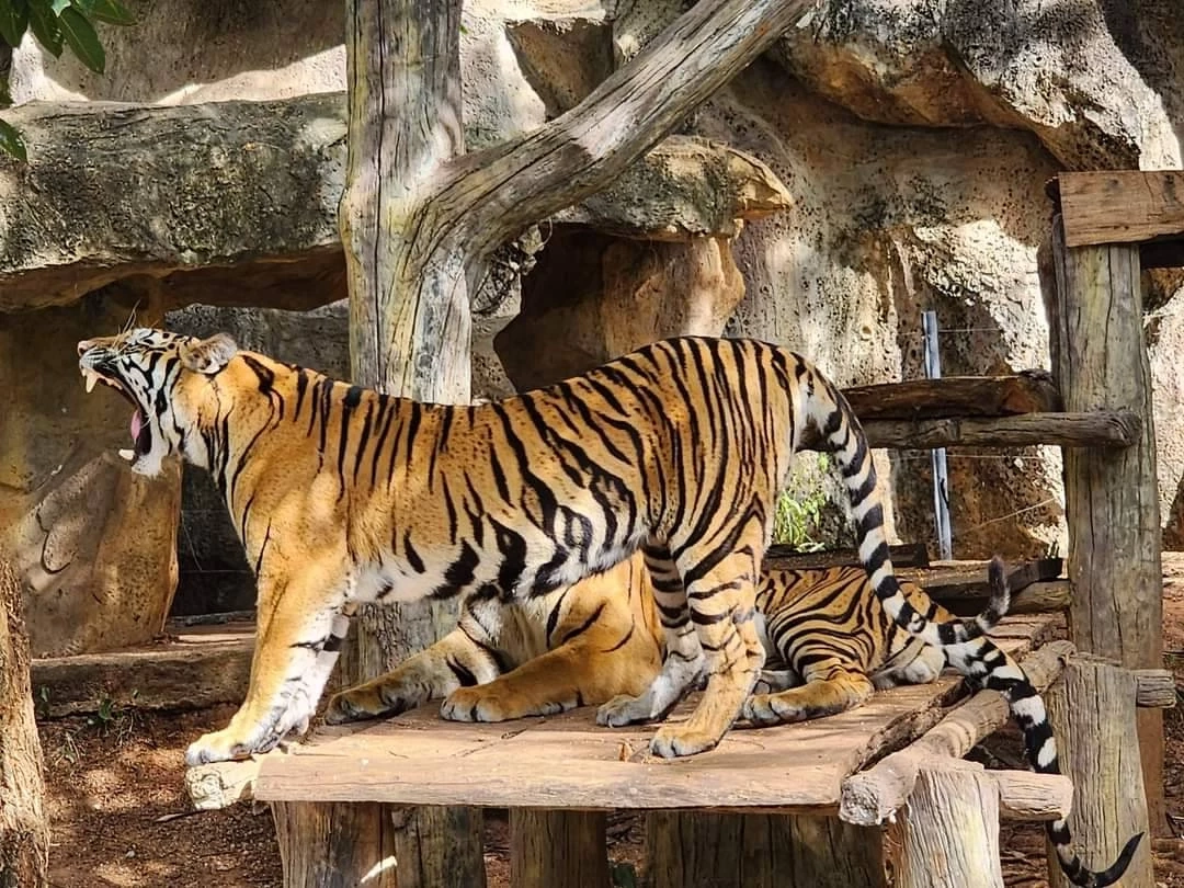 นทท.แห่เที่ยวสวนสัตว์โคราชคึกคัก พร้อมชม "น้องมังกร" ในวันเสือโคร่งโลก