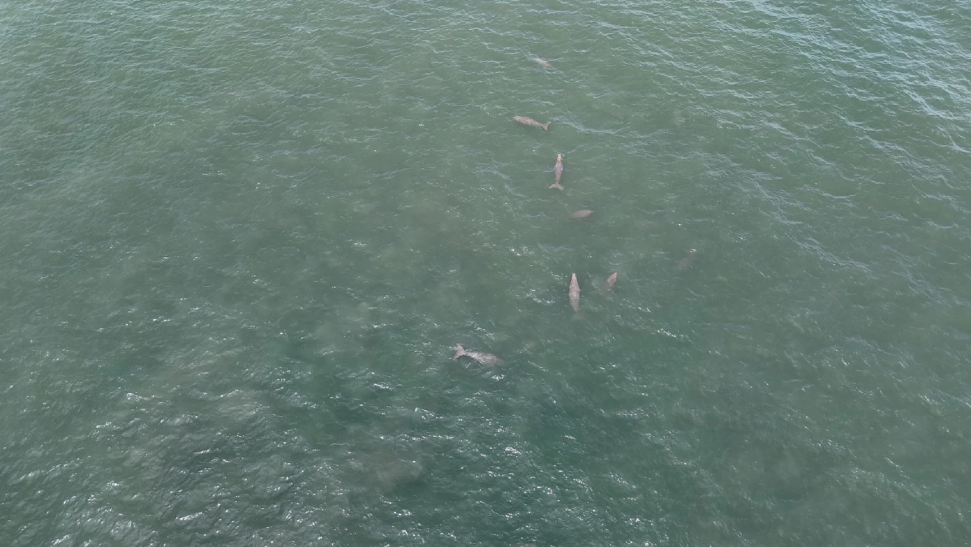สัญญาณดี! สำรวจพบ "พะยูน" ตรัง เริงร่า รวมฝูง 20 ตัว บริเวณหาดหยงหลำ-เกาะมุกด์