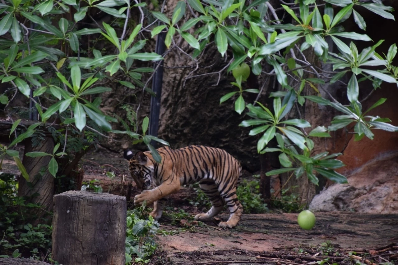 นทท.แห่เที่ยวสวนสัตว์โคราชคึกคัก พร้อมชม "น้องมังกร" ในวันเสือโคร่งโลก