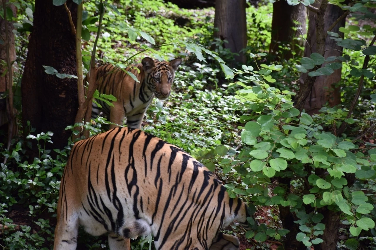 นทท.แห่เที่ยวสวนสัตว์โคราชคึกคัก พร้อมชม "น้องมังกร" ในวันเสือโคร่งโลก