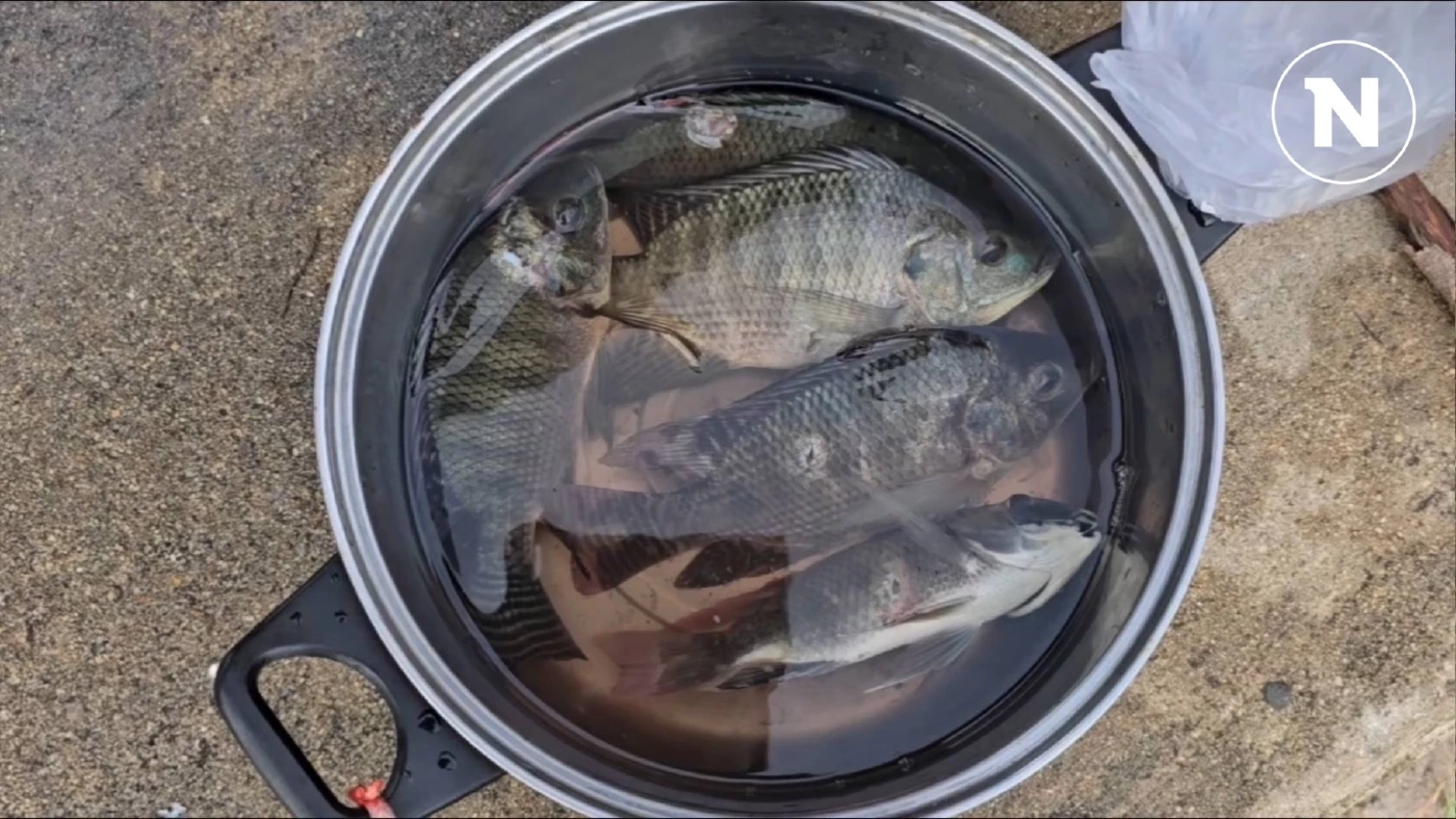 โผล่อีก! ปลาหมอคางดำฝูงใหญ่บุกไทรน้อย ชาวบ้านแห่จับขายเป็นรายได้เสริม