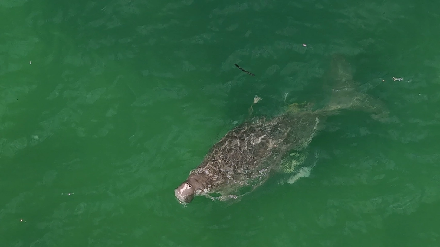 สัญญาณดี! สำรวจพบ "พะยูน" ตรัง เริงร่า รวมฝูง 20 ตัว บริเวณหาดหยงหลำ-เกาะมุกด์
