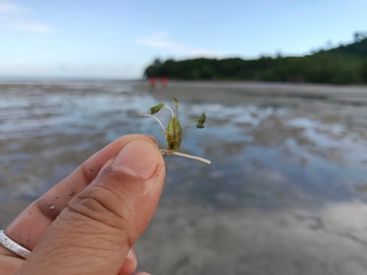 สัญญาณดี! สำรวจพบ "พะยูน" ตรัง เริงร่า รวมฝูง 20 ตัว บริเวณหาดหยงหลำ-เกาะมุกด์