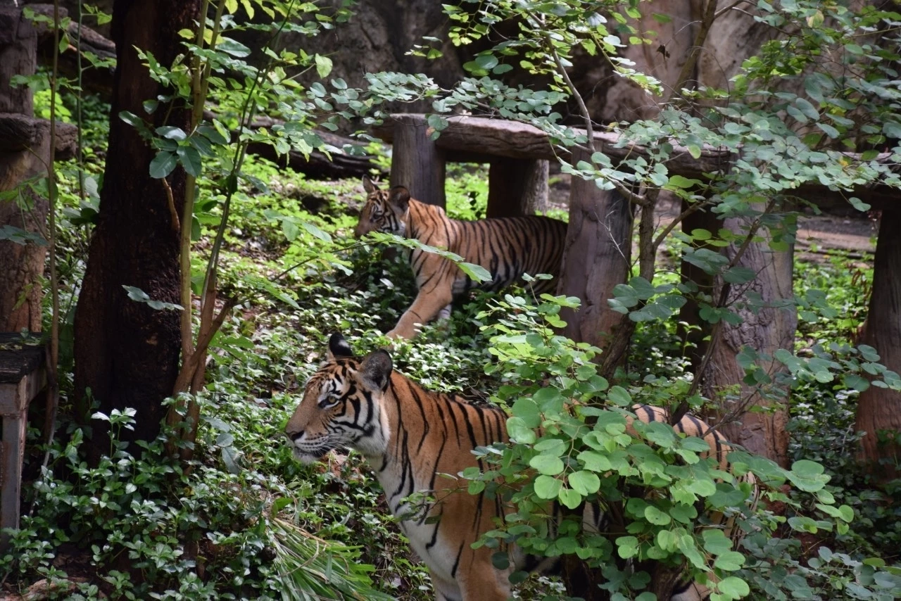 นทท.แห่เที่ยวสวนสัตว์โคราชคึกคัก พร้อมชม "น้องมังกร" ในวันเสือโคร่งโลก