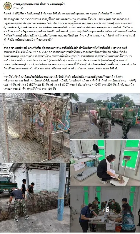 คืบหน้า ! "กรมอุทยานฯ ลุยจับลิงลพบุรี 5 วัน ได้ 369 ตัว พร้อมทำหมัน