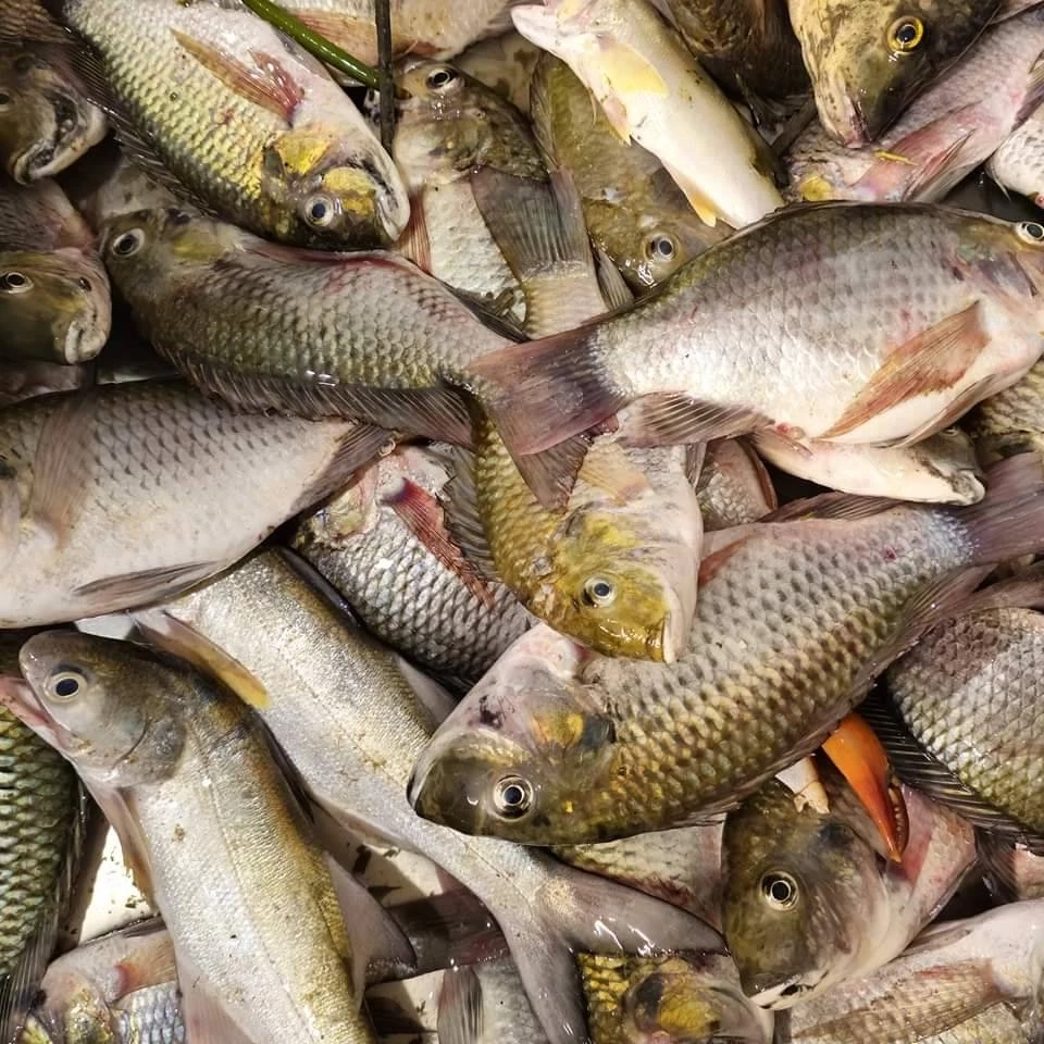 เชฟร้านซูชิชื่อดัง รีวิวชำแหละ "ปลาหมอคางดำ" พบไส้ยาวกว่า 59 นิ้ว