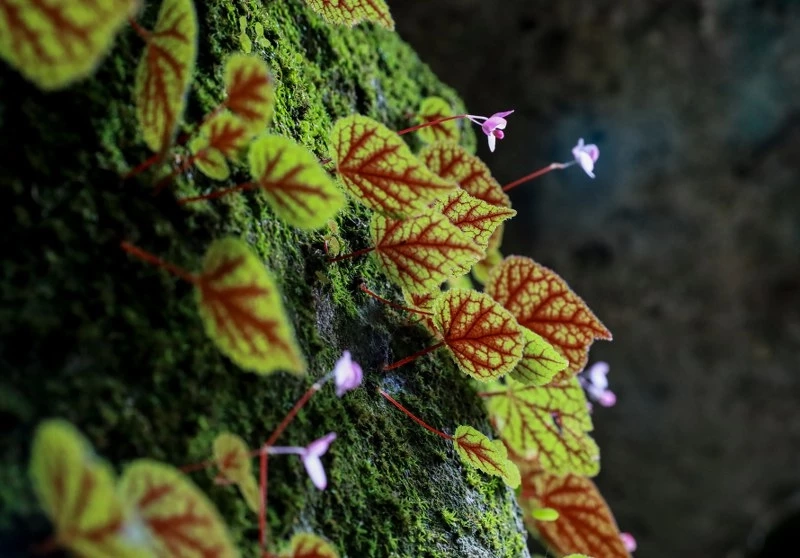 ชมความสวยงามของ "บีโกเนีย" และดอกไม้ป่านานาพรรณ กำลังเบ่งบานที่ภูหินร่องกล้า