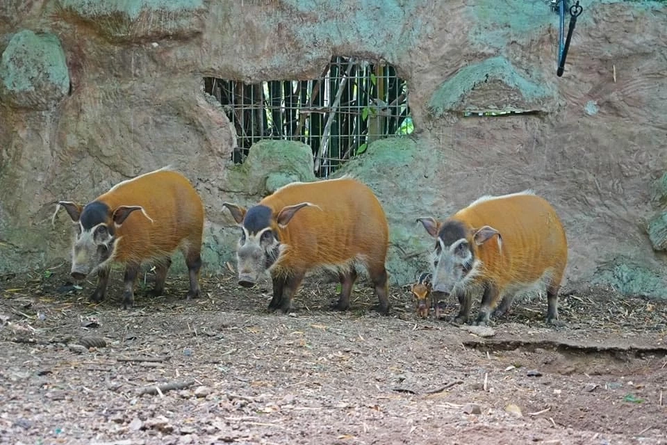 เปิดความน่ารัก 2 สมาชิกใหม่ 2 สวนสัตว์ "น้องหมูเด้ง" ลูกฮิปโปแคระ และ "ลูกหมูป่าแม่น้ำแดง"
