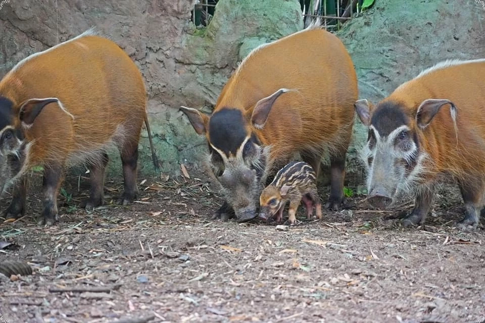 เปิดความน่ารัก 2 สมาชิกใหม่ 2 สวนสัตว์ "น้องหมูเด้ง" ลูกฮิปโปแคระ และ "ลูกหมูป่าแม่น้ำแดง"