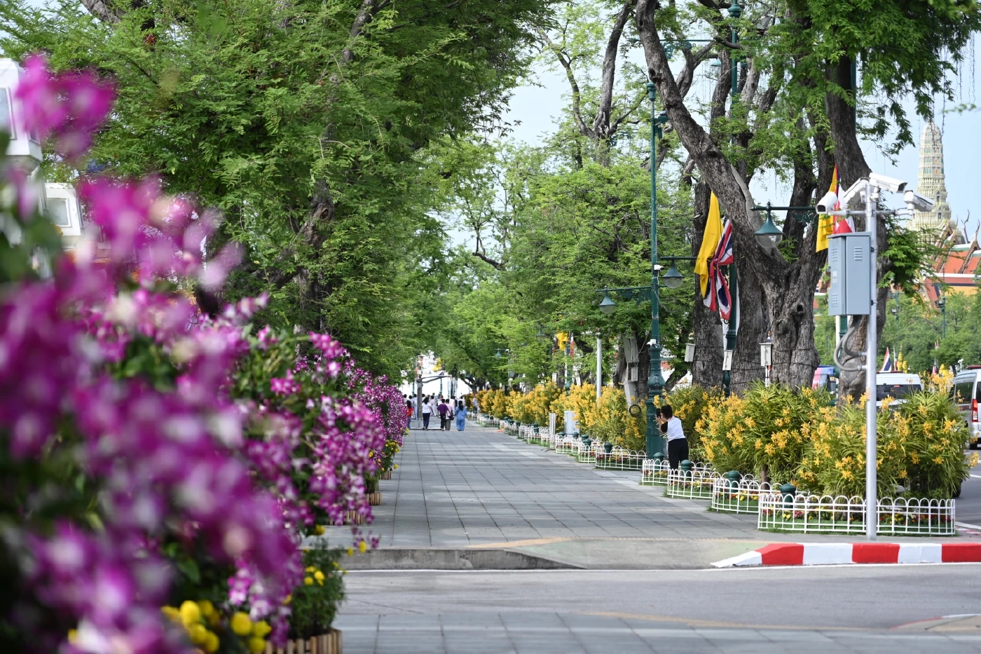 รัฐบาล เชิญชวนประชาชนชมความสวยงามซุ้มไฟ-ประดับดอกไม้ตลอดถนนราชดำเนิน