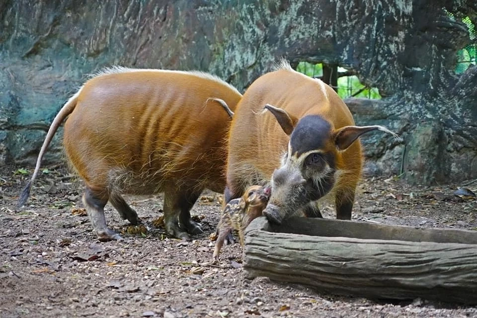เปิดความน่ารัก 2 สมาชิกใหม่ 2 สวนสัตว์ "น้องหมูเด้ง" ลูกฮิปโปแคระ และ "ลูกหมูป่าแม่น้ำแดง"