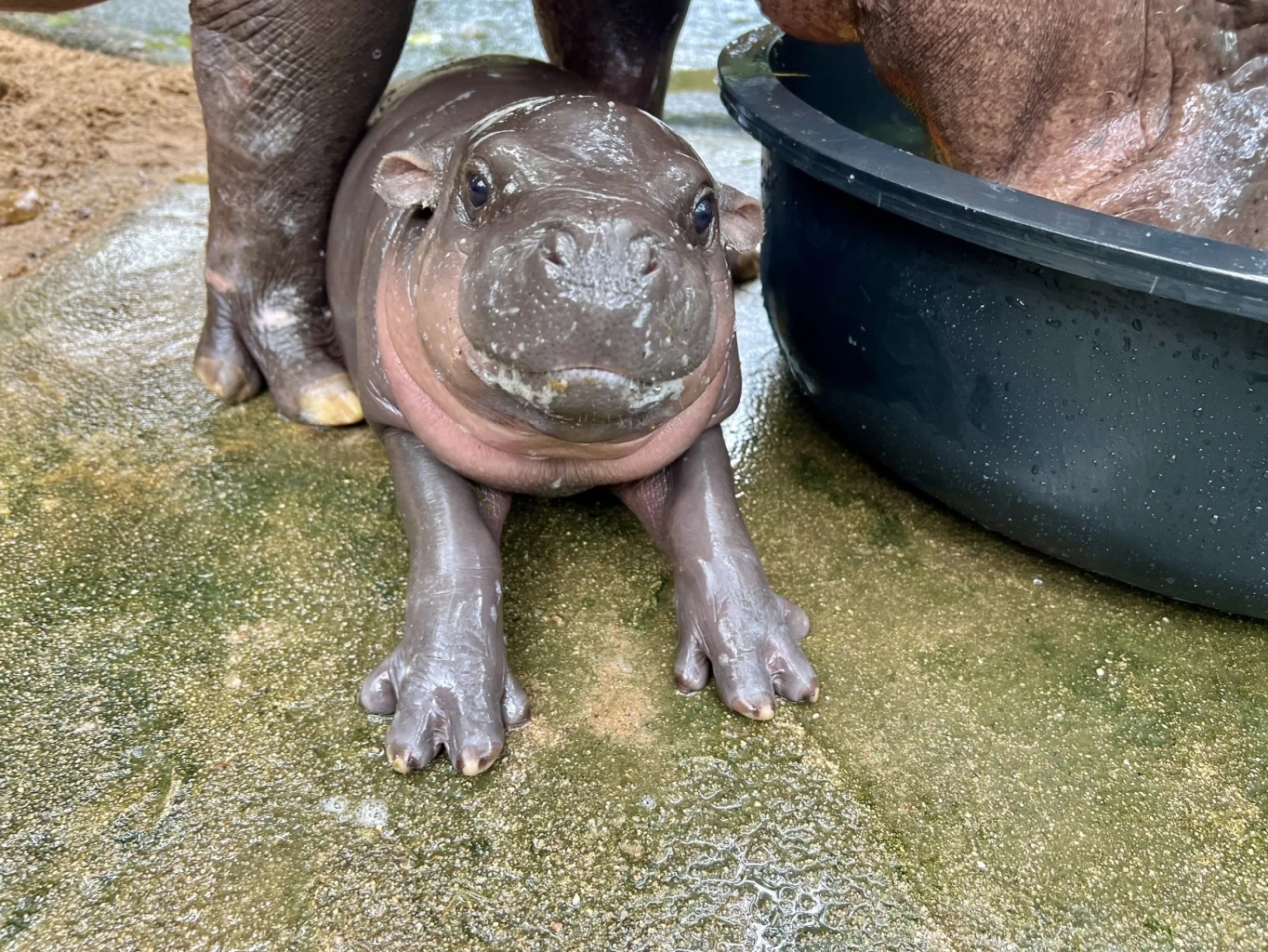 เปิดความน่ารัก 2 สมาชิกใหม่ 2 สวนสัตว์ "น้องหมูเด้ง" ลูกฮิปโปแคระ และ "ลูกหมูป่าแม่น้ำแดง"