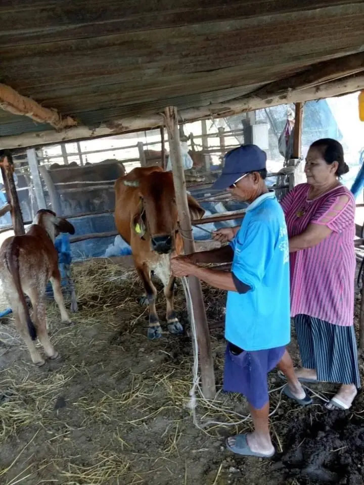 สหกรณ์ฯ ปทุมรัตต์ ผนึกสหกรณ์ฯ หนองสูง เลี้ยง "โคเนื้อ" ครบวงจร สร้างรายได้เสริมหลังจากทำนา