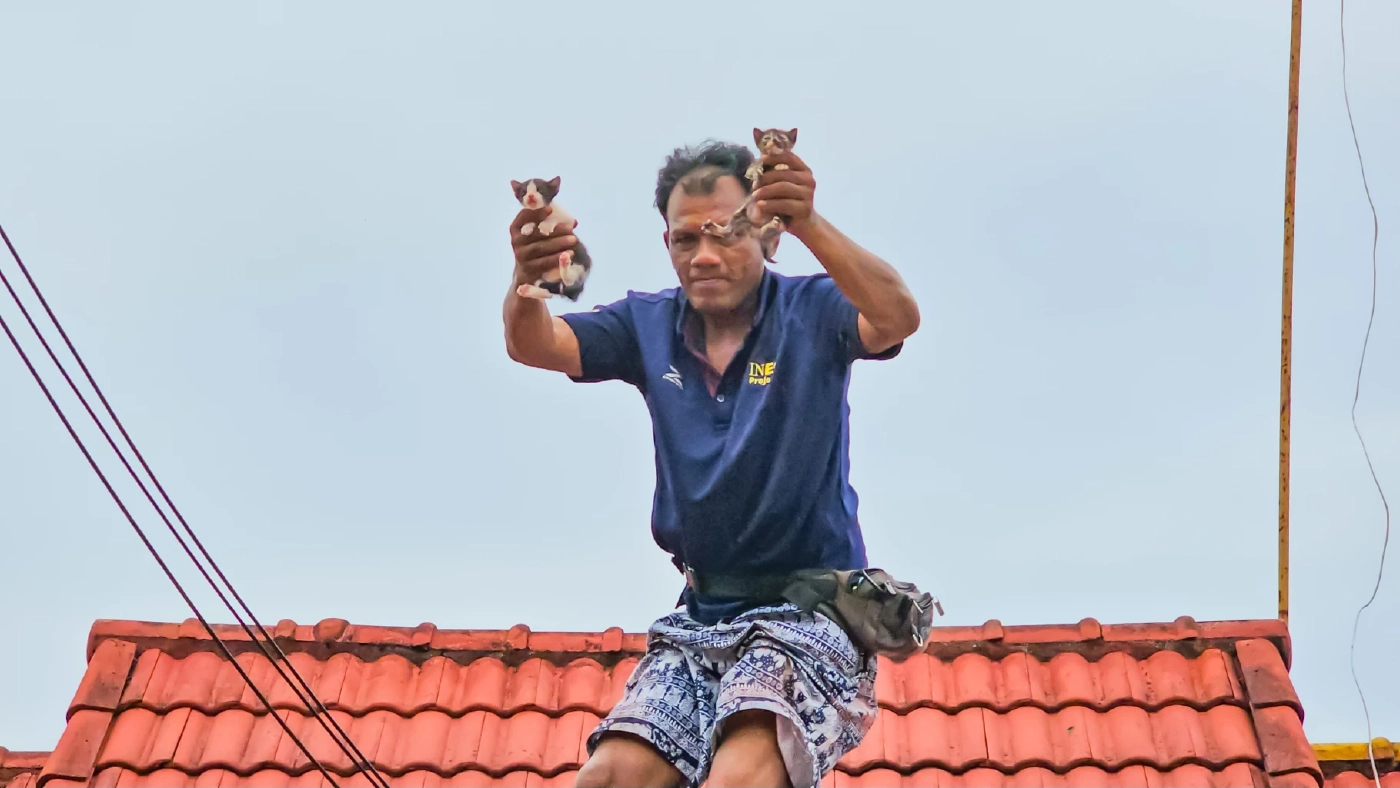 กู้ภัยรื้อหลังคา ช่วย 4 ลูกแมวติดอยู่บนฝ้า ร้องระงม