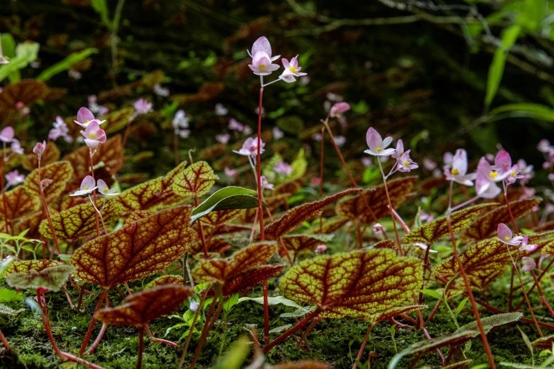 ชมความสวยงามของ "บีโกเนีย" และดอกไม้ป่านานาพรรณ กำลังเบ่งบานที่ภูหินร่องกล้า