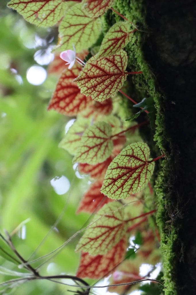 ชมความสวยงามของ "บีโกเนีย" และดอกไม้ป่านานาพรรณ กำลังเบ่งบานที่ภูหินร่องกล้า