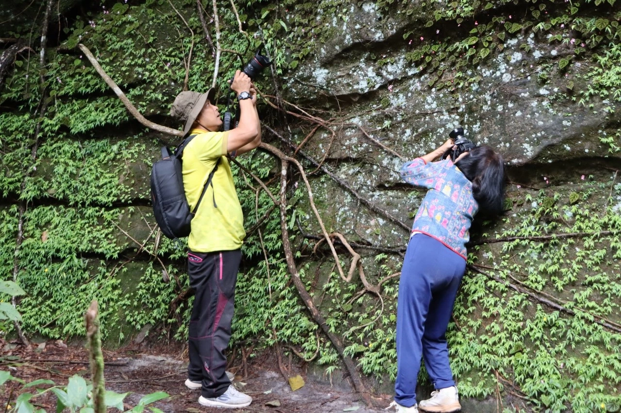 ชมความสวยงามของ "บีโกเนีย" และดอกไม้ป่านานาพรรณ กำลังเบ่งบานที่ภูหินร่องกล้า