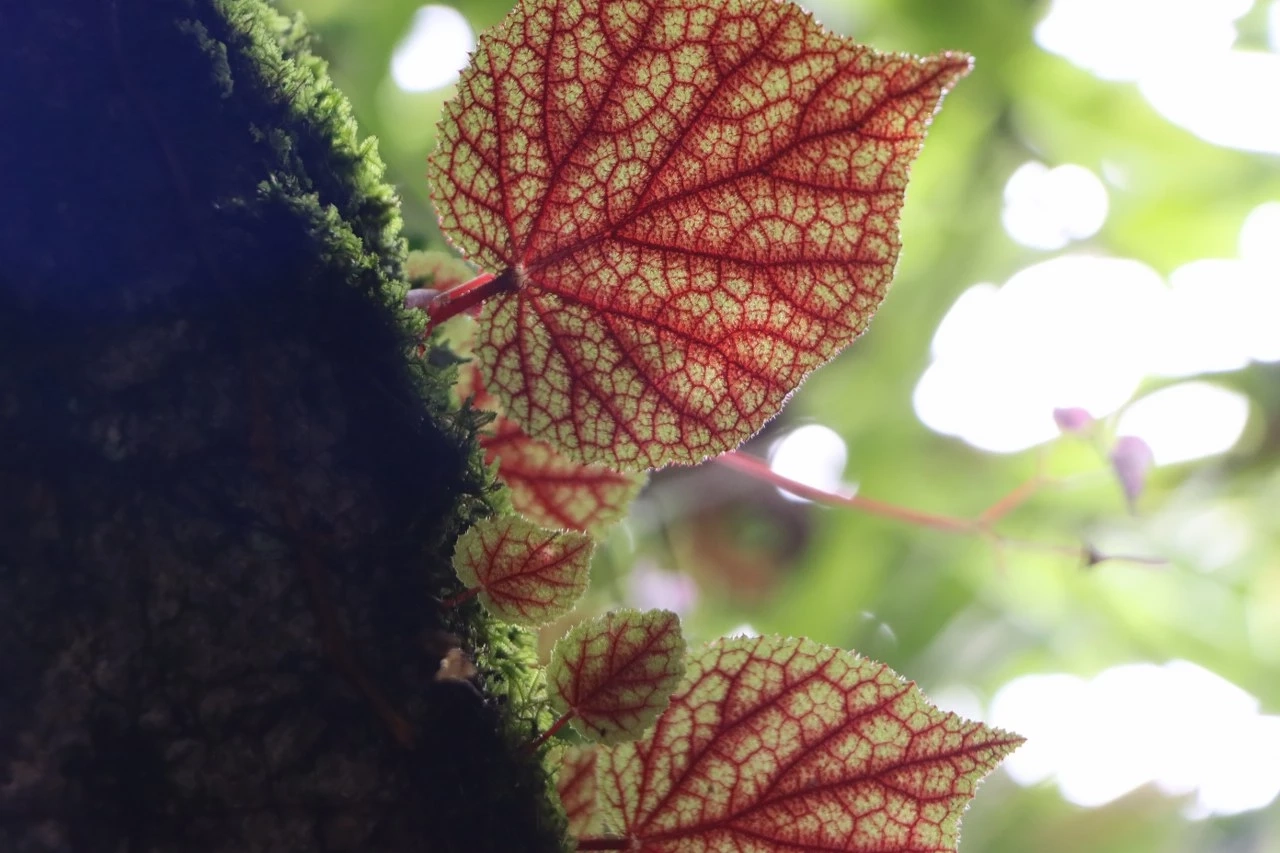 ชมความสวยงามของ "บีโกเนีย" และดอกไม้ป่านานาพรรณ กำลังเบ่งบานที่ภูหินร่องกล้า