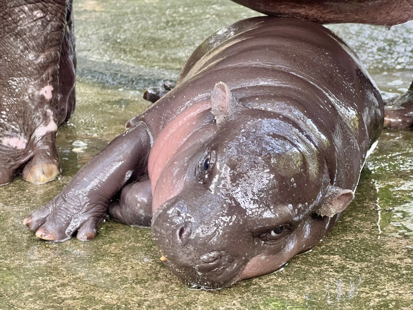 เปิดความน่ารัก 2 สมาชิกใหม่ 2 สวนสัตว์ "น้องหมูเด้ง" ลูกฮิปโปแคระ และ "ลูกหมูป่าแม่น้ำแดง"