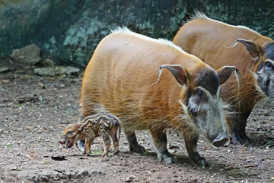 เปิดความน่ารัก 2 สมาชิกใหม่ 2 สวนสัตว์ "น้องหมูเด้ง" ลูกฮิปโปแคระ และ "ลูกหมูป่าแม่น้ำแดง"