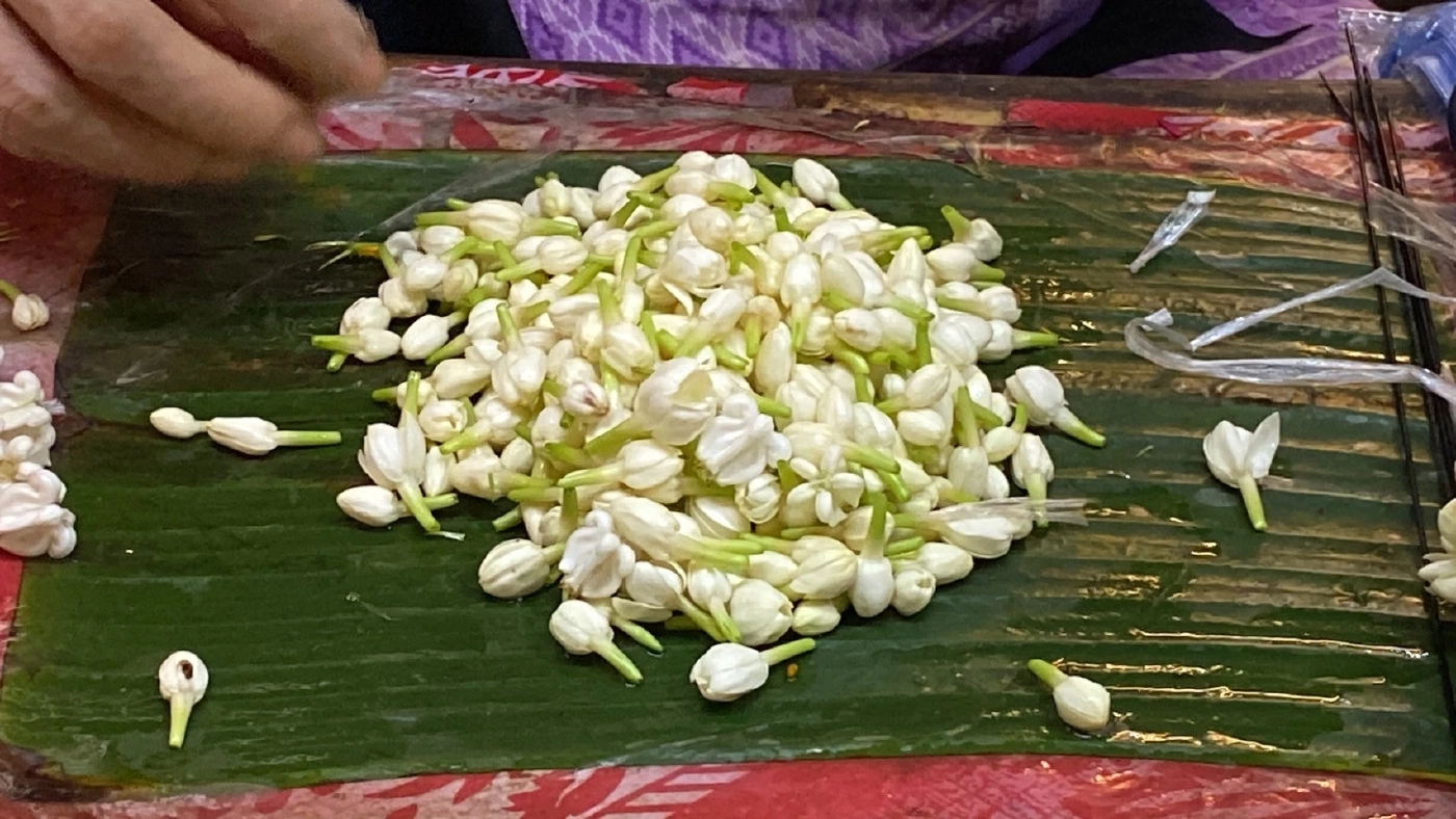 ดอกมะลิวันแม่ราคาพุ่ง ที่โคราช กก. ละ 2,600 แม่ค้าต้องใช้ดอกพุดร้อยมาลัยแทน