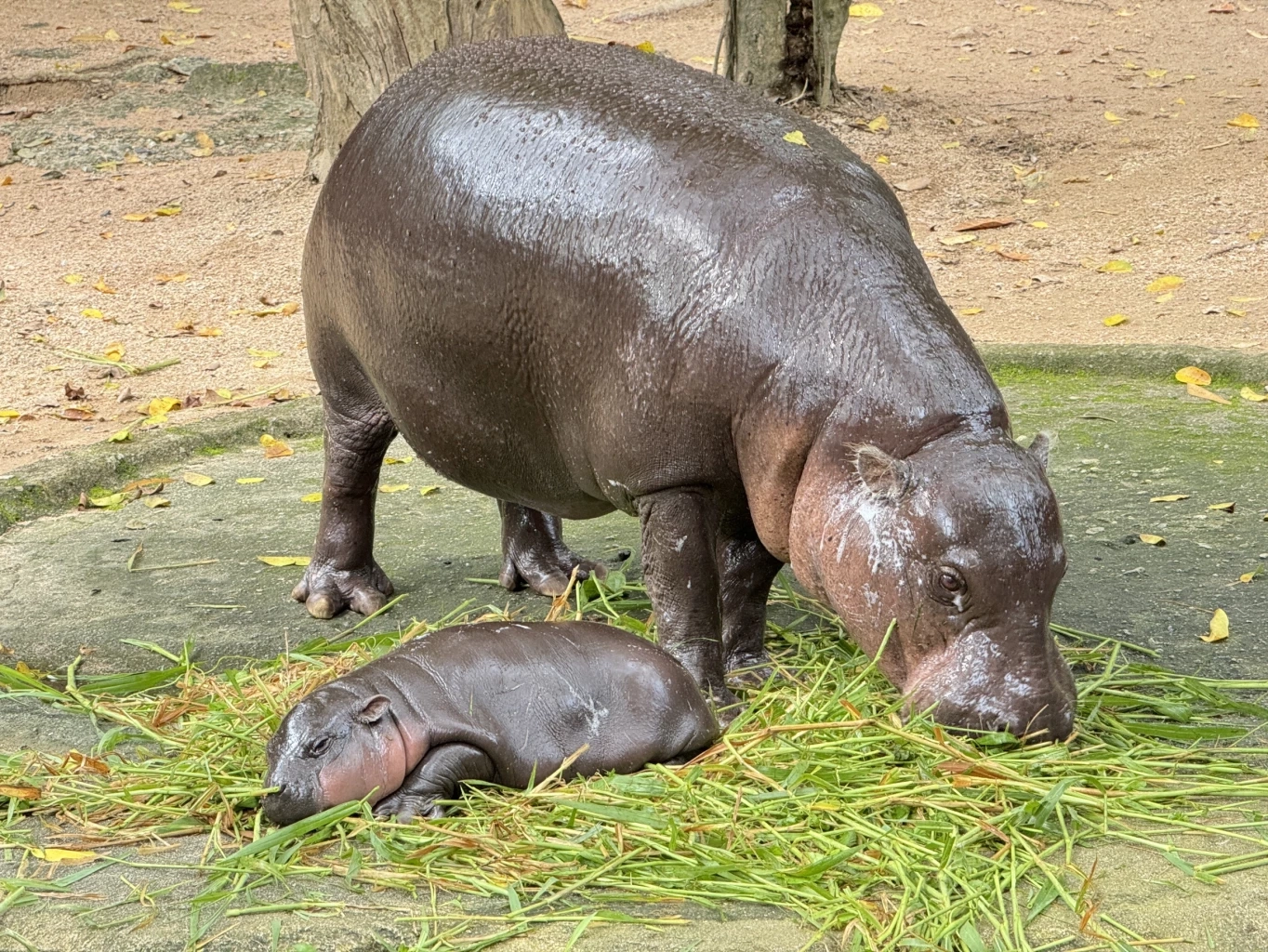 เปิดความน่ารัก 2 สมาชิกใหม่ 2 สวนสัตว์ "น้องหมูเด้ง" ลูกฮิปโปแคระ และ "ลูกหมูป่าแม่น้ำแดง"