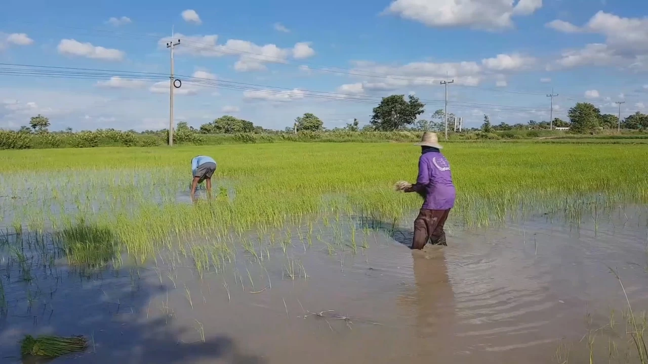 สคร.9 เผย 4 จังหวัดอีสานล่าง ป่วย "โรคฉี่หนู" แล้ว 81 ราย เสียชีวิต 2 ราย