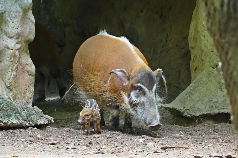 เปิดความน่ารัก 2 สมาชิกใหม่ 2 สวนสัตว์ "น้องหมูเด้ง" ลูกฮิปโปแคระ และ "ลูกหมูป่าแม่น้ำแดง"