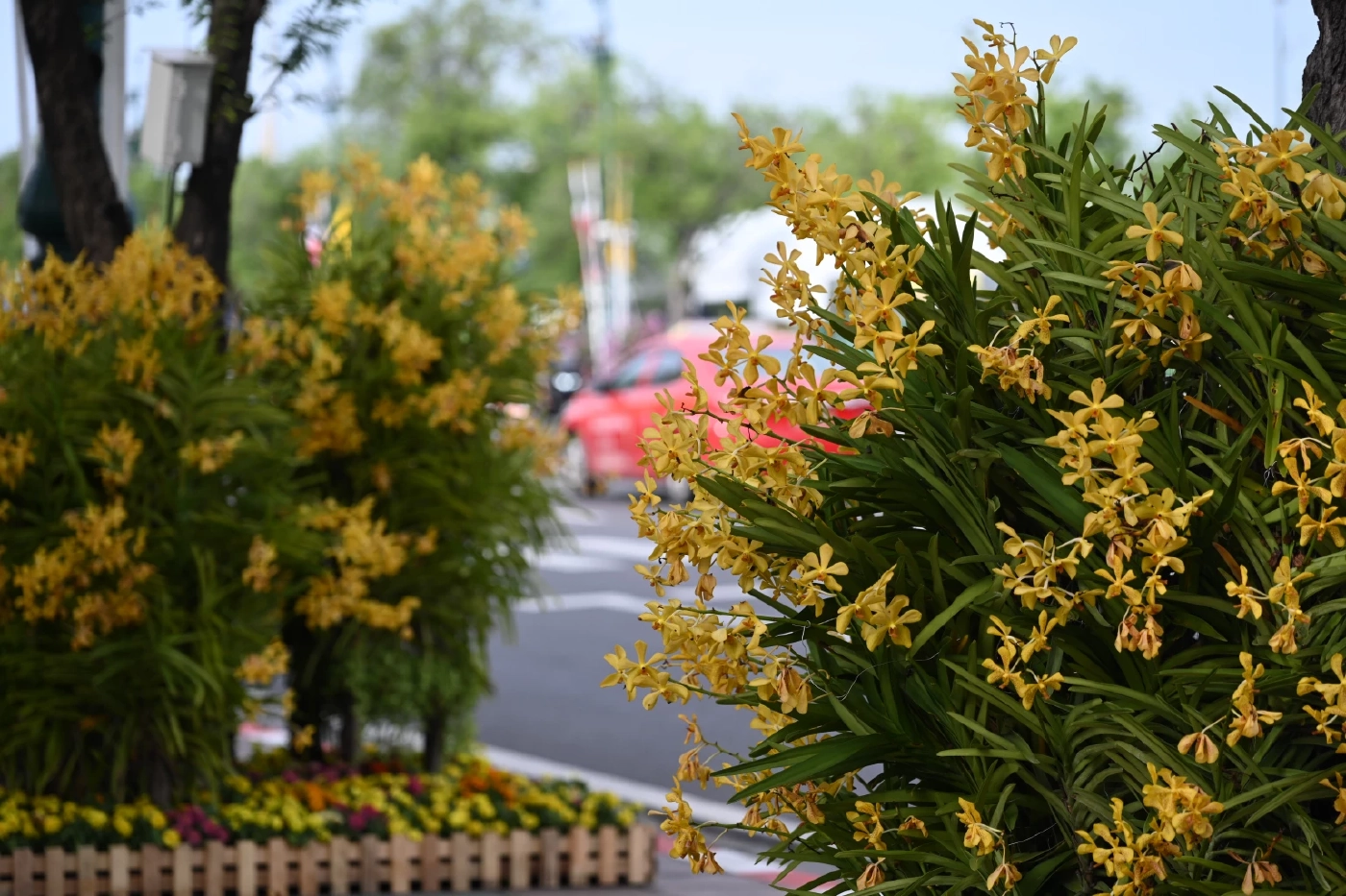 รัฐบาล เชิญชวนประชาชนชมความสวยงามซุ้มไฟ-ประดับดอกไม้ตลอดถนนราชดำเนิน