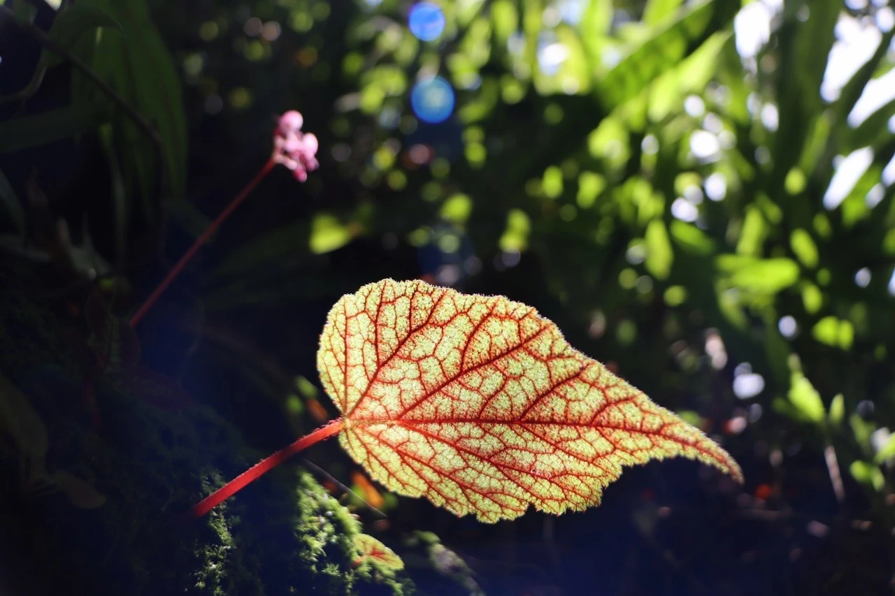 ชมความสวยงามของ "บีโกเนีย" และดอกไม้ป่านานาพรรณ กำลังเบ่งบานที่ภูหินร่องกล้า
