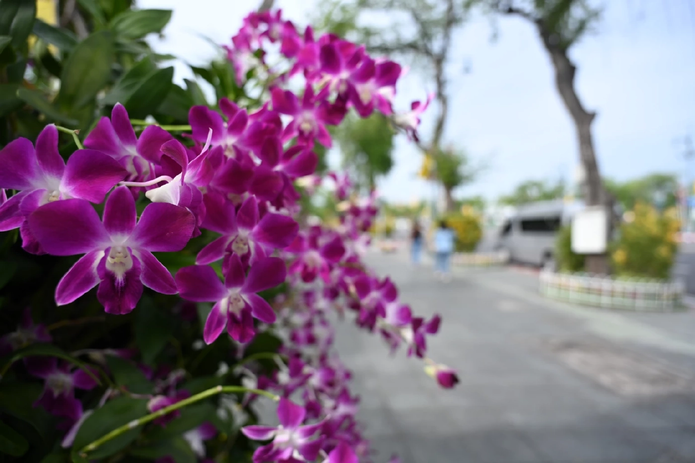 รัฐบาล เชิญชวนประชาชนชมความสวยงามซุ้มไฟ-ประดับดอกไม้ตลอดถนนราชดำเนิน