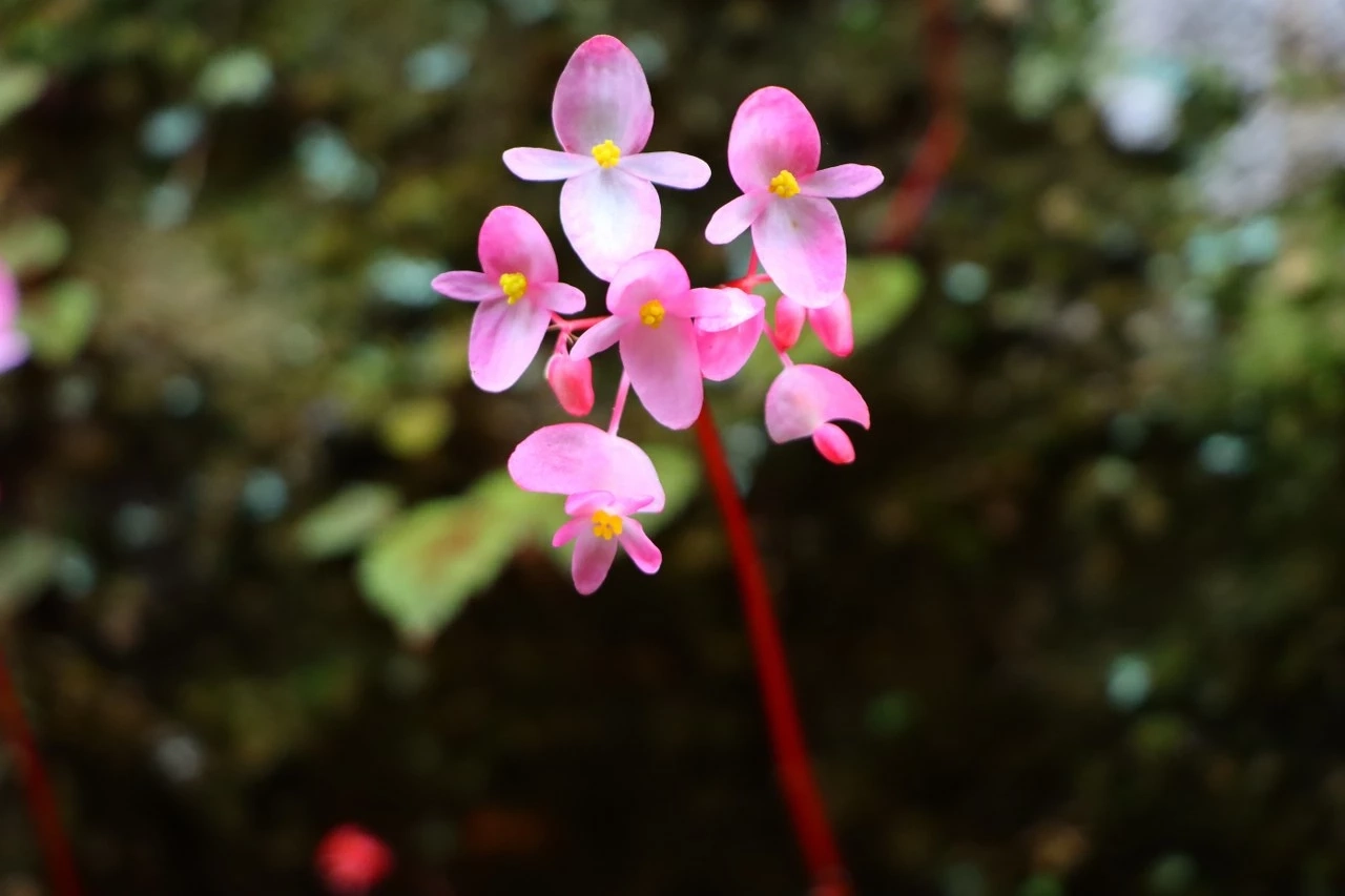 ชมความสวยงามของ "บีโกเนีย" และดอกไม้ป่านานาพรรณ กำลังเบ่งบานที่ภูหินร่องกล้า