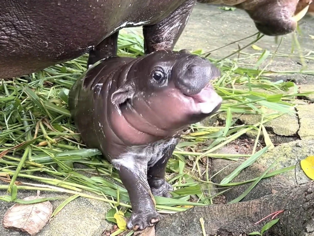 เปิดความน่ารัก 2 สมาชิกใหม่ 2 สวนสัตว์ "น้องหมูเด้ง" ลูกฮิปโปแคระ และ "ลูกหมูป่าแม่น้ำแดง"