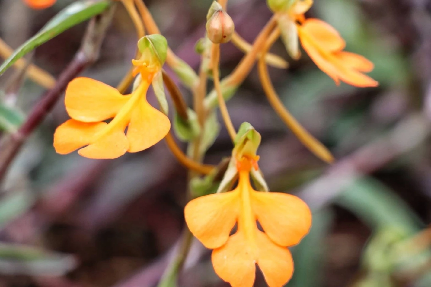 ชมความสวยงามของ "บีโกเนีย" และดอกไม้ป่านานาพรรณ กำลังเบ่งบานที่ภูหินร่องกล้า