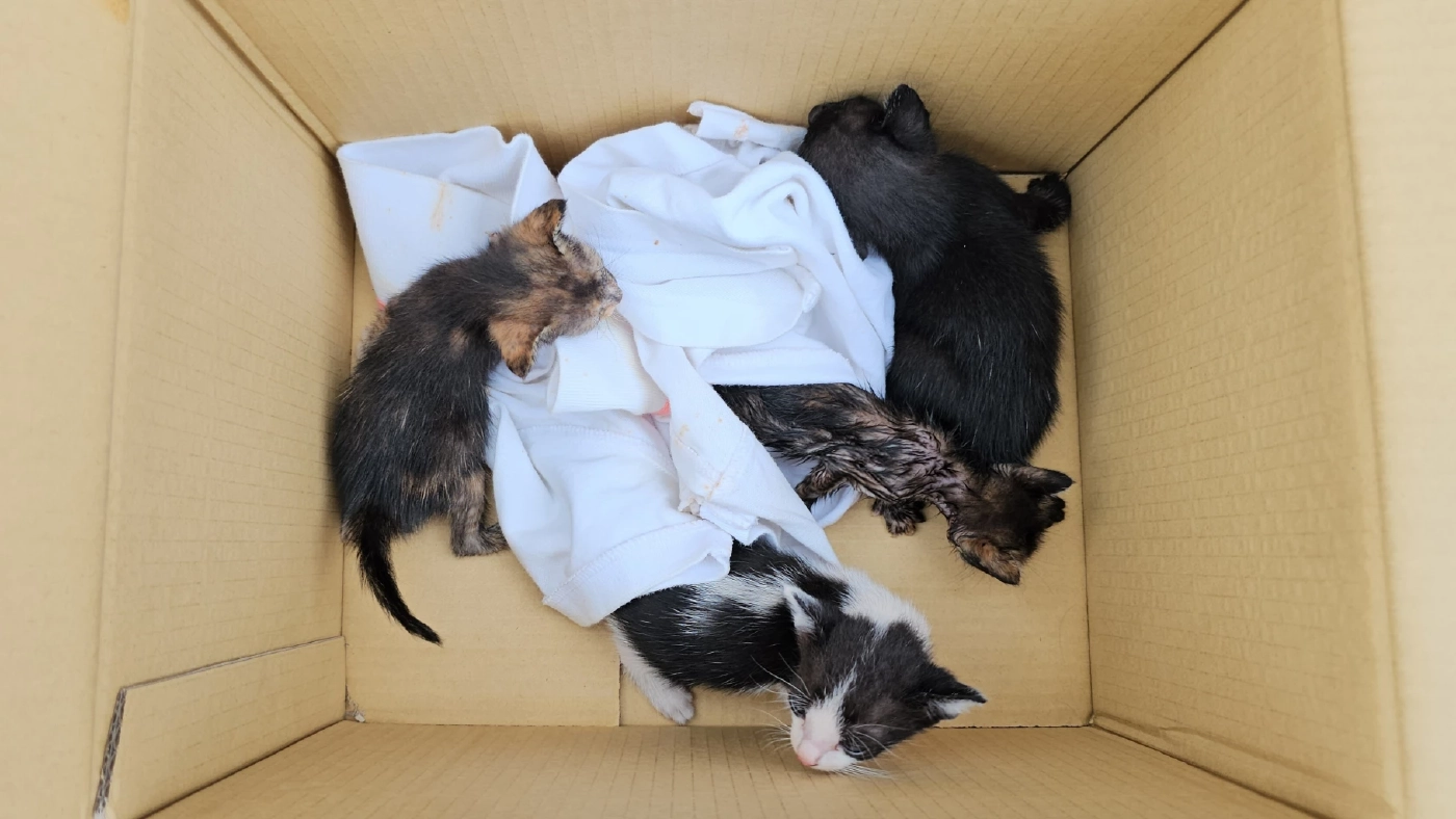 กู้ภัยรื้อหลังคา ช่วย 4 ลูกแมวติดอยู่บนฝ้า ร้องระงม