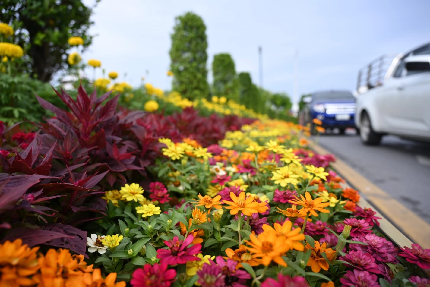 รัฐบาล เชิญชวนประชาชนชมความสวยงามซุ้มไฟ-ประดับดอกไม้ตลอดถนนราชดำเนิน