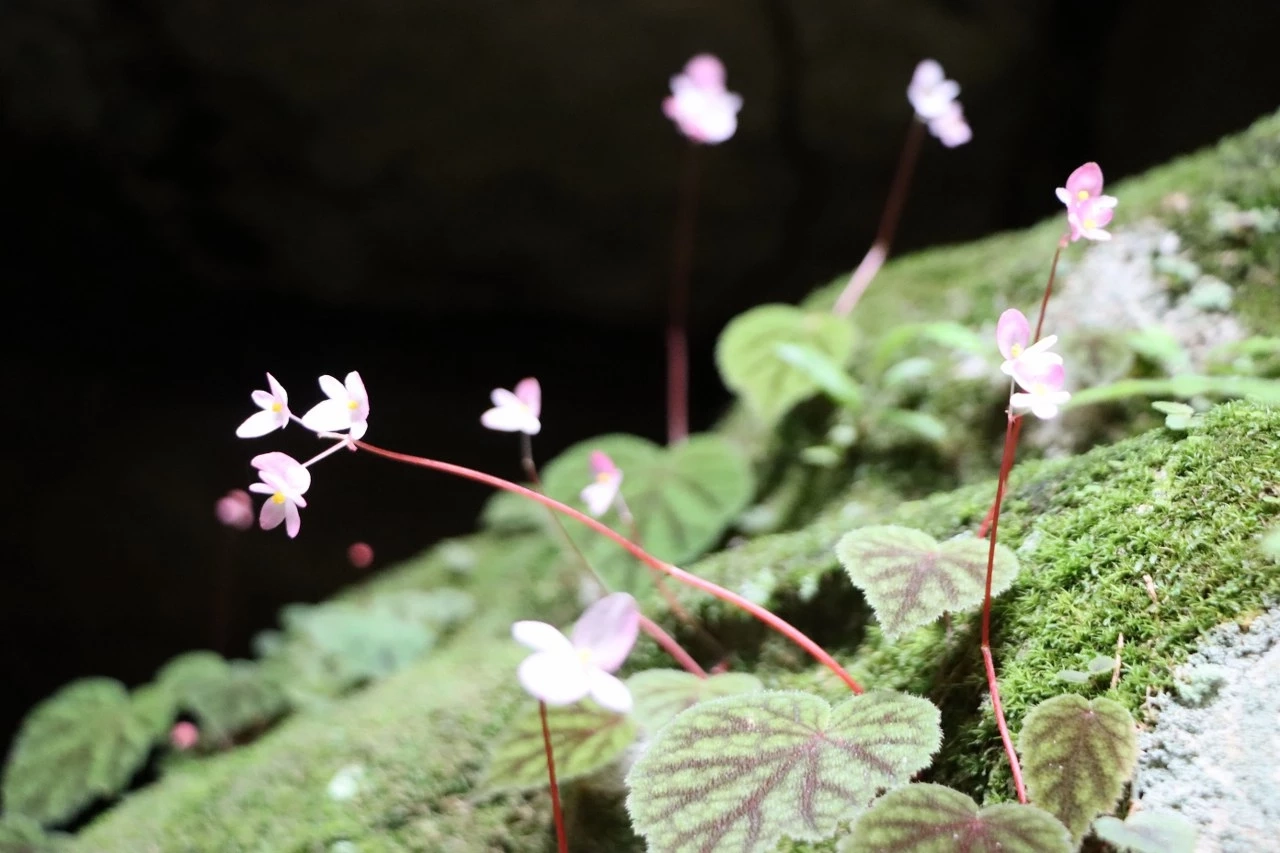 ชมความสวยงามของ "บีโกเนีย" และดอกไม้ป่านานาพรรณ กำลังเบ่งบานที่ภูหินร่องกล้า