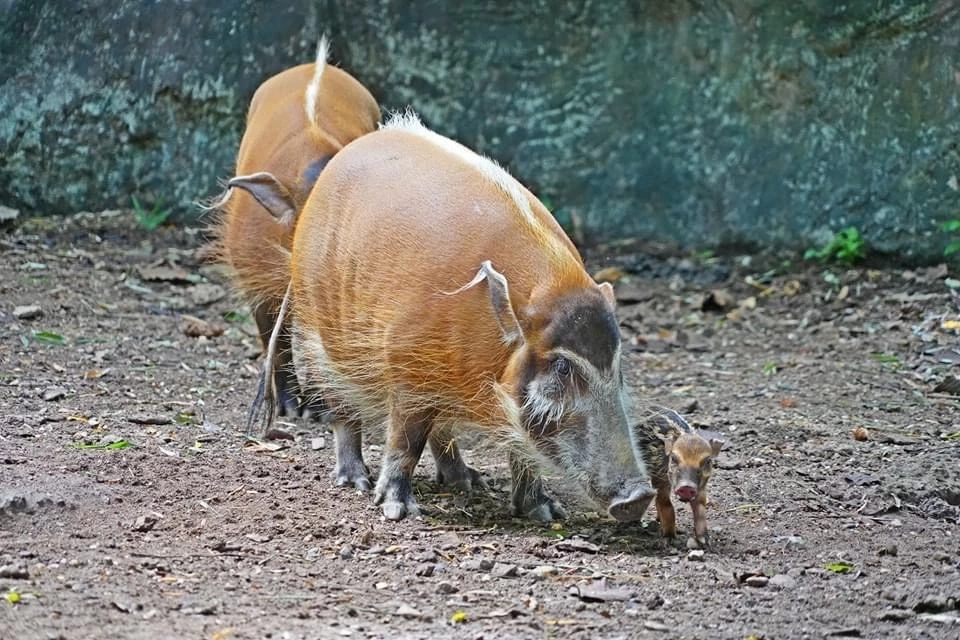 เปิดความน่ารัก 2 สมาชิกใหม่ 2 สวนสัตว์ "น้องหมูเด้ง" ลูกฮิปโปแคระ และ "ลูกหมูป่าแม่น้ำแดง"