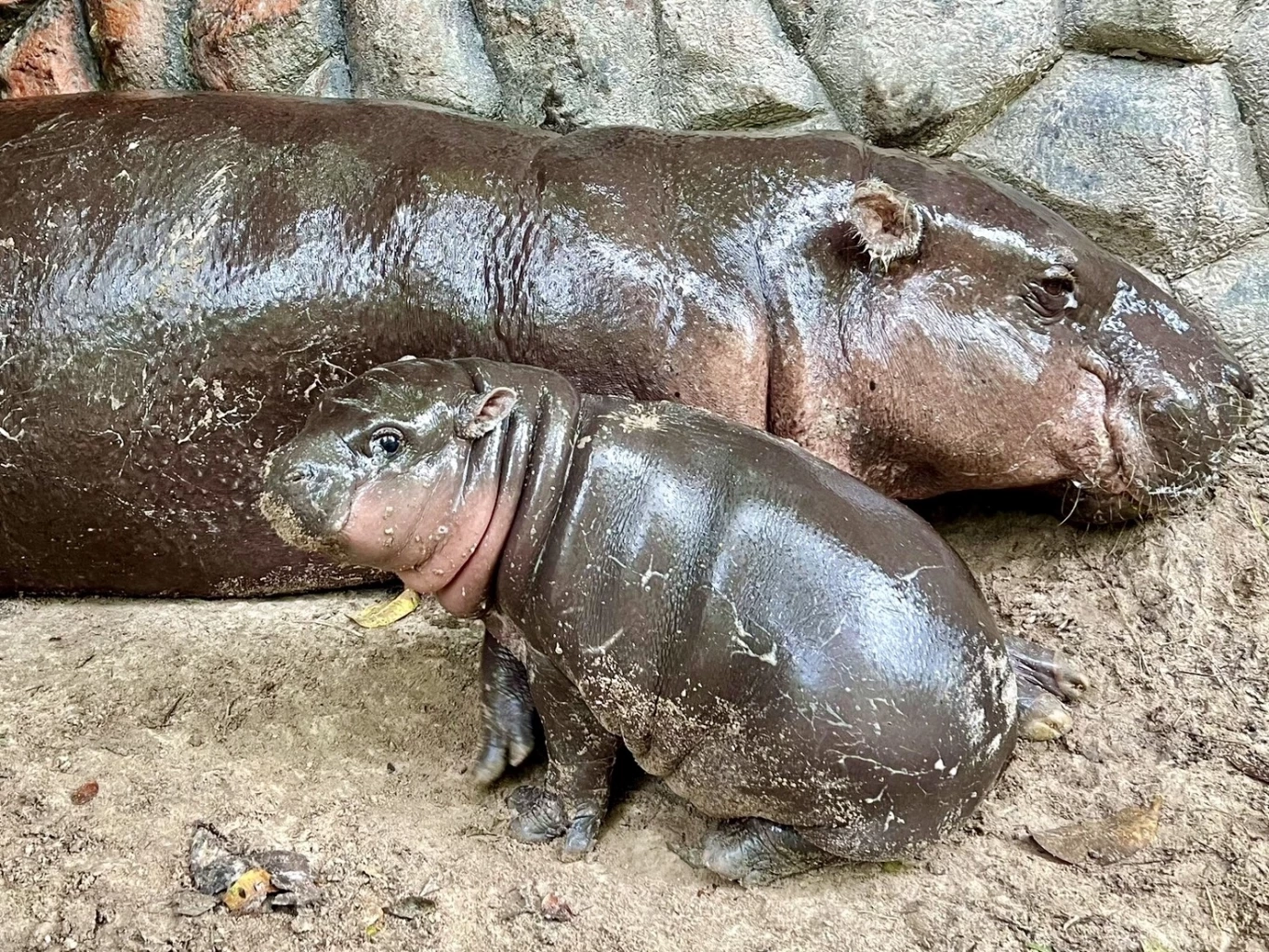 เปิดความน่ารัก 2 สมาชิกใหม่ 2 สวนสัตว์ "น้องหมูเด้ง" ลูกฮิปโปแคระ และ "ลูกหมูป่าแม่น้ำแดง"