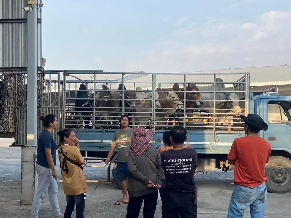 สหกรณ์ฯ ปทุมรัตต์ ผนึกสหกรณ์ฯ หนองสูง เลี้ยง "โคเนื้อ" ครบวงจร สร้างรายได้เสริมหลังจากทำนา