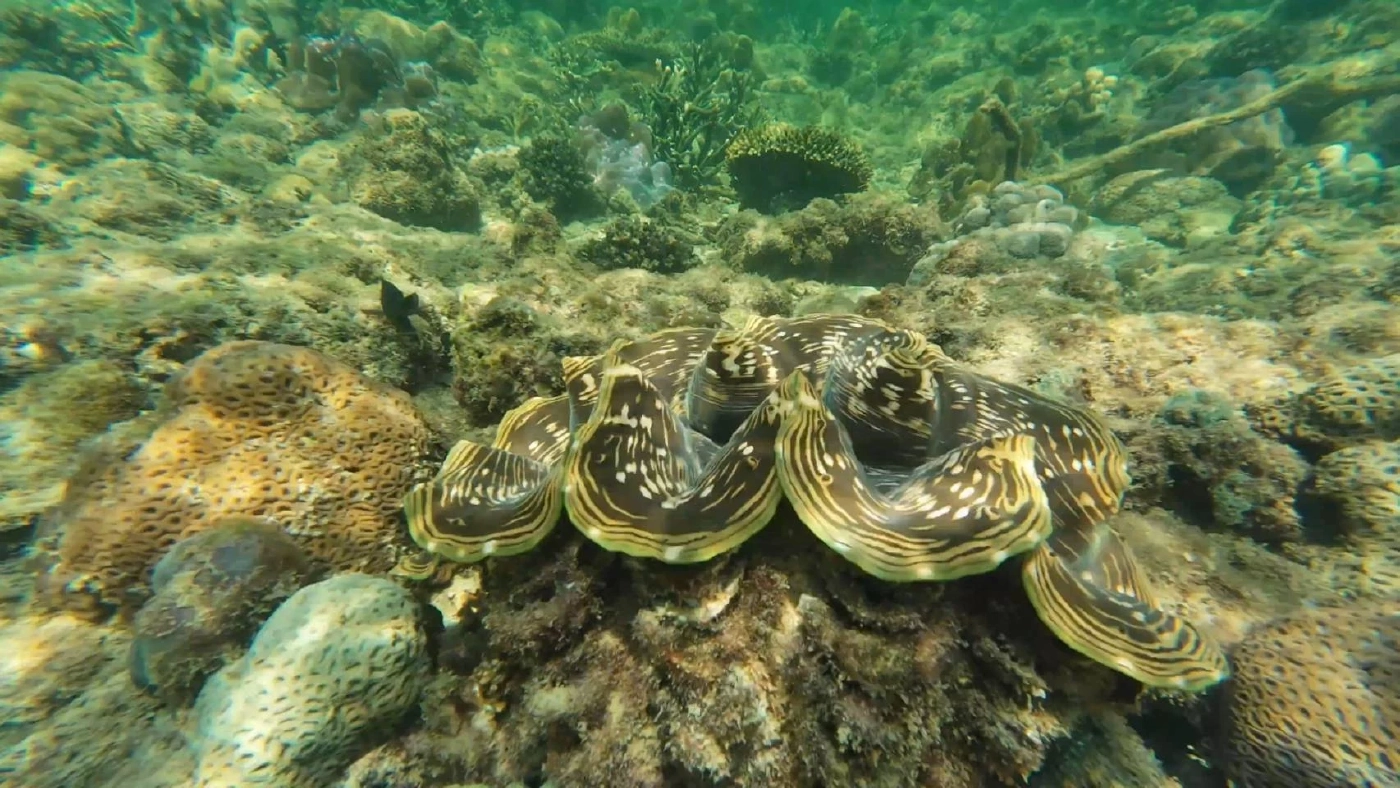 พาชมความงามท้องทะเลตรัง ที่เกาะเหลาเหลียง กับฝูงปลากะตัก แหวกว่ายแนวปะการัง