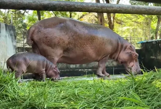 สวนสัตว์ศรีสะเกษคึกคัก นักท่องเที่ยวแห่ชม-ให้กำลังใจ "ลูกฮิปโป" หลังเจอบูลลี่