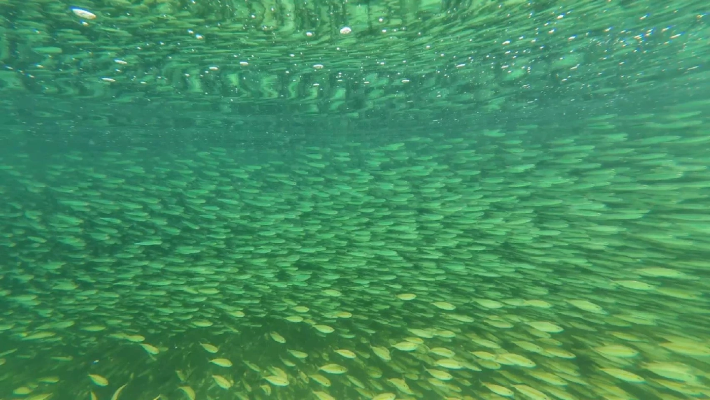 พาชมความงามท้องทะเลตรัง ที่เกาะเหลาเหลียง กับฝูงปลากะตัก แหวกว่ายแนวปะการัง