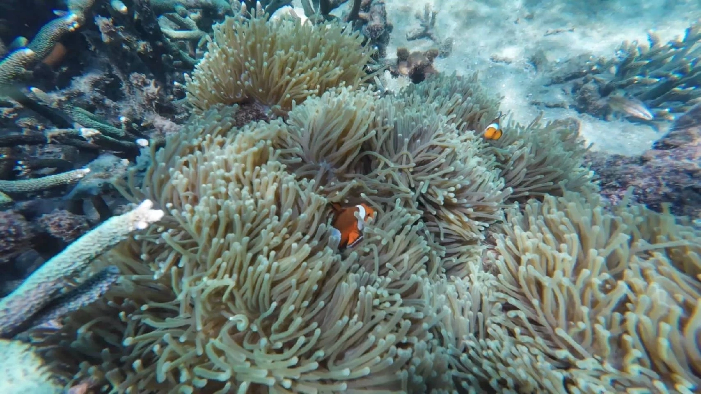 พาชมความงามท้องทะเลตรัง ที่เกาะเหลาเหลียง กับฝูงปลากะตัก แหวกว่ายแนวปะการัง