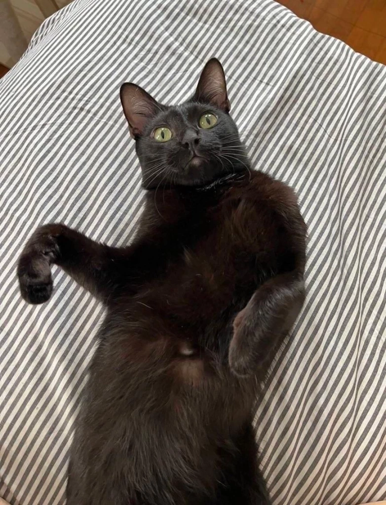 เปิดใจแฟนเจ้าของรถที่ถูกสาวทอมขโมย ดีใจได้รถและแมวคืน