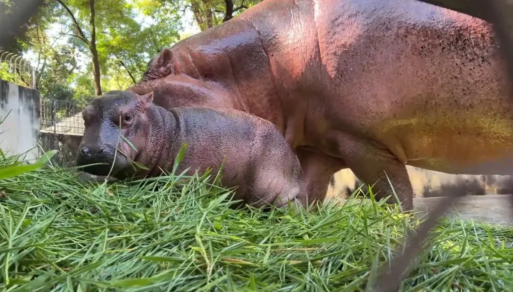 สวนสัตว์ศรีสะเกษคึกคัก นักท่องเที่ยวแห่ชม-ให้กำลังใจ "ลูกฮิปโป" หลังเจอบูลลี่