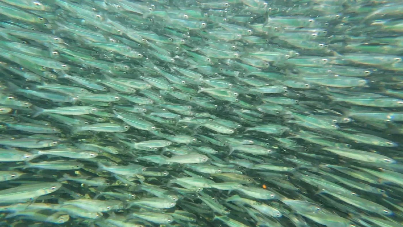 พาชมความงามท้องทะเลตรัง ที่เกาะเหลาเหลียง กับฝูงปลากะตัก แหวกว่ายแนวปะการัง