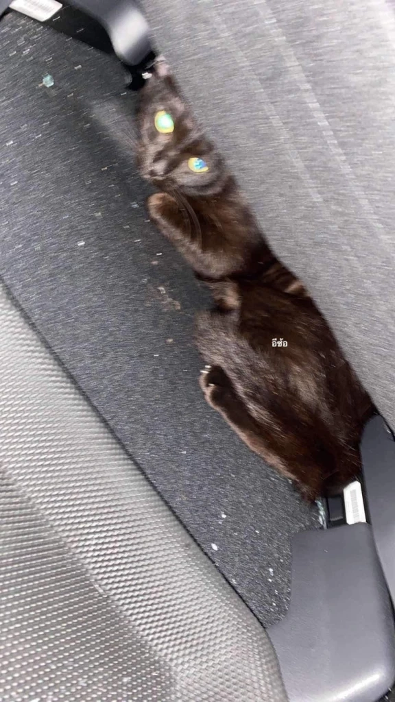 เปิดใจแฟนเจ้าของรถที่ถูกสาวทอมขโมย ดีใจได้รถและแมวคืน