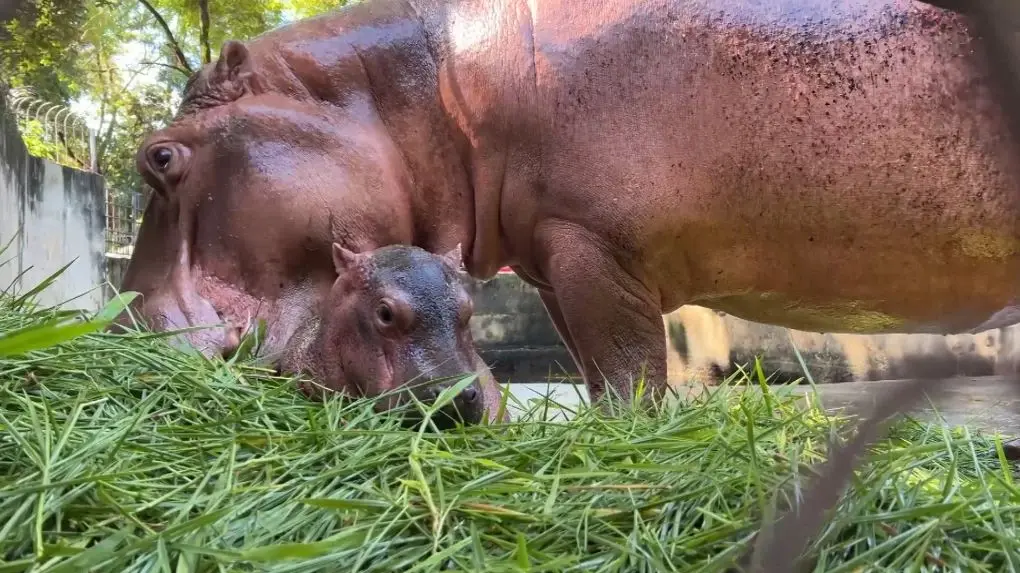 สวนสัตว์ศรีสะเกษคึกคัก นักท่องเที่ยวแห่ชม-ให้กำลังใจ "ลูกฮิปโป" หลังเจอบูลลี่
